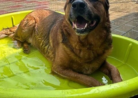  CANE METICCIO
