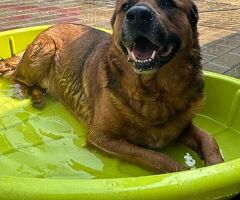  CANE METICCIO - 1/4