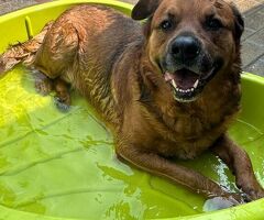  CANE METICCIO - 2/4