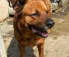  CANE METICCIO - 3/4