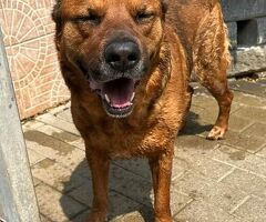  CANE METICCIO - 4/4