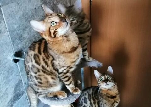 Gatti bengala cuccioli