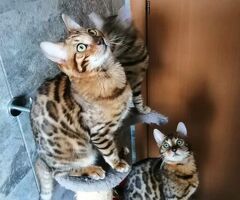 Gatti bengala cuccioli