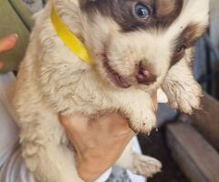  Cuccioli taglia media 2 mesi - 3/4