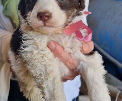  Cuccioli taglia media 2 mesi - 4/4
