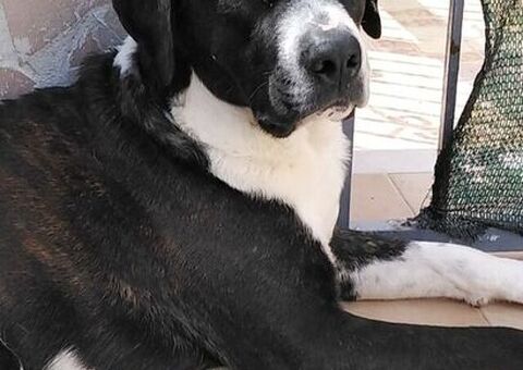  Cagnolino in Adozione