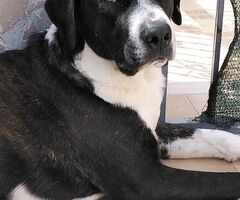  Cagnolino in Adozione