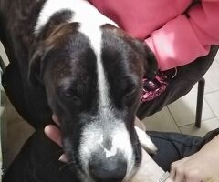  Cagnolino in Adozione - 2/4