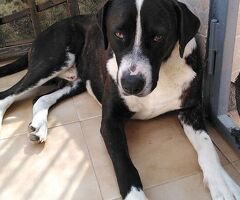  Cagnolino in Adozione - 3/4