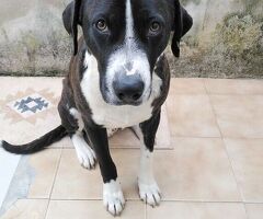  Cagnolino in Adozione - 4/4