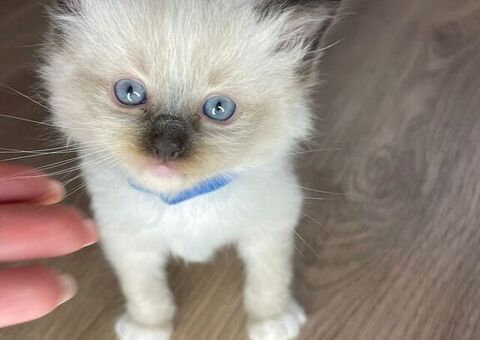 Cuccioli di ragdoll