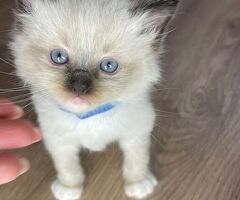 Cuccioli di ragdoll - 1/4