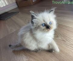 Cuccioli di ragdoll - 2/4