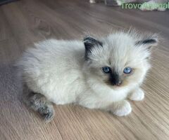 Cuccioli di ragdoll - 3/4