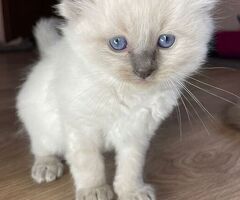 Cuccioli di ragdoll - 4/4