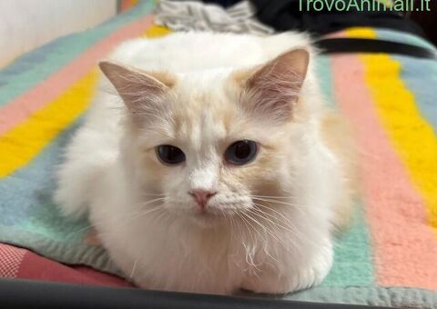 Ragdoll da monta