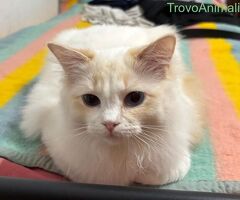 Ragdoll da monta