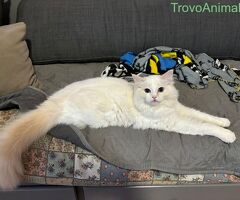 Ragdoll da monta - 2/3