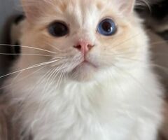 Ragdoll da monta - 3/3