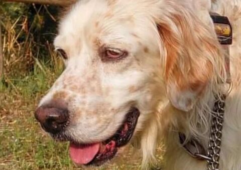  CANE SETTER INGLESE
