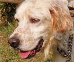  CANE SETTER INGLESE - 1/4