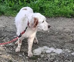 CANE SETTER INGLESE - 2/4