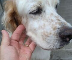  CANE SETTER INGLESE - 3/4
