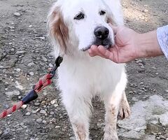  CANE SETTER INGLESE - 4/4
