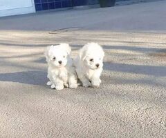 Pet dog maltese