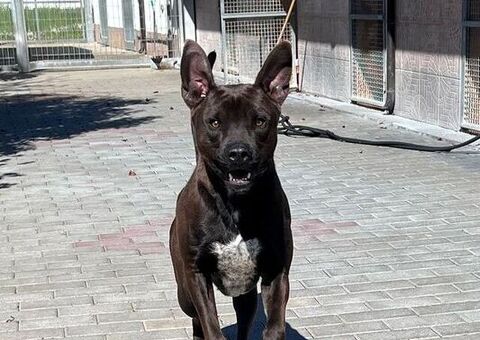  CANE PIT BULL