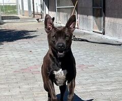  CANE PIT BULL - 1/4