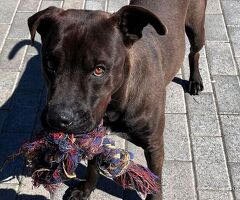  CANE PIT BULL - 2/4