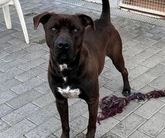  CANE PIT BULL - 3/4