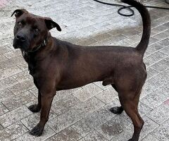  CANE PIT BULL - 4/4