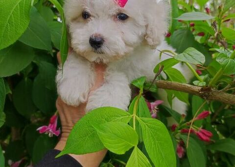 Maltipoo cucciola mini toy