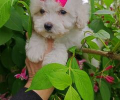 Maltipoo cucciola mini toy - 1/3