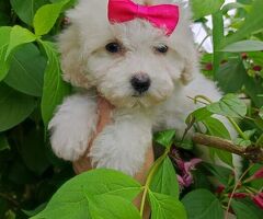 Maltipoo cucciola mini toy - 2/3