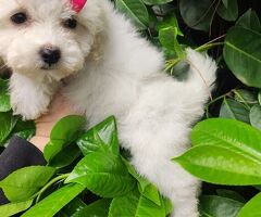 Maltipoo cucciola mini toy - 3/3