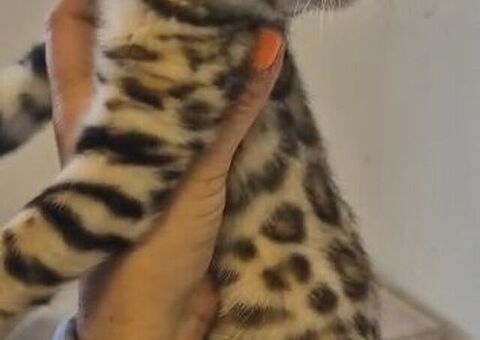 Cuccioli di Bengala