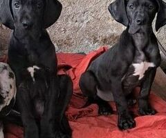 Cane alano