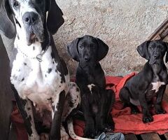 Cane alano - 2/3