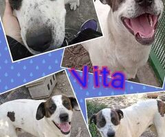  Cagnolino in Adozione. - 1/1