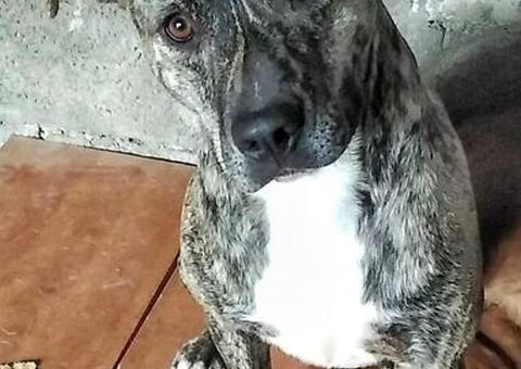 Cagnolino in Adozione