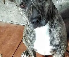  Cagnolino in Adozione - 1/1