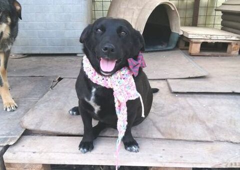  COCO\' la mini Labrador