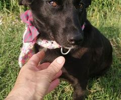  COCO\' la mini Labrador - 2/4