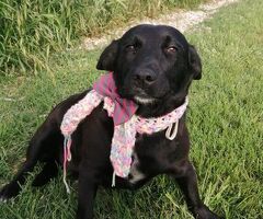  COCO\' la mini Labrador - 3/4