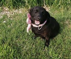  COCO\' la mini Labrador - 4/4