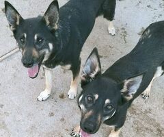  ULISSE E PRINCESS - 3/4