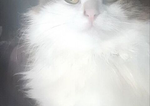 CATSITTER